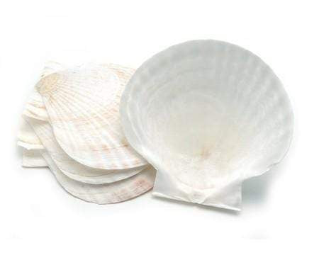 Fox Run Nantucket Seafood Large Canape Shells (Set of 4)
